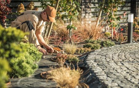 Male Caretaker Planting Flower Bulbs In Patio Area Of Large Enclosed Backyard.の写真素材