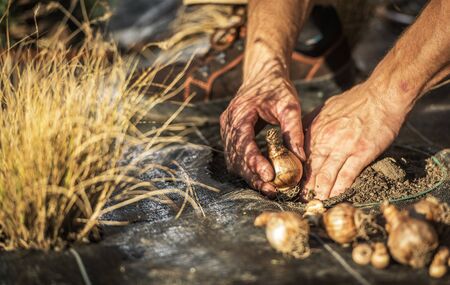 Close Up Of Caucasian Male Gardener Planting Bulbs In Soil Of Residential Backyard Terrace. 