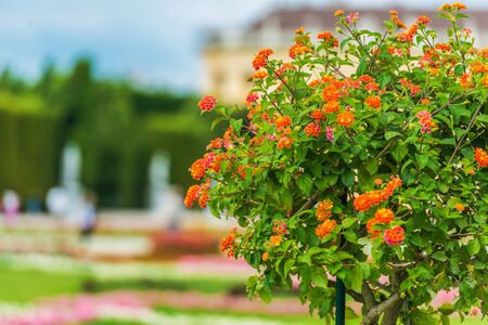 Close Up Of Fully Blooming Red Flowering Bush In Park.の写真素材