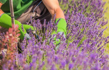 Male Gardener Trimming Lavender Flowers In Field. の写真素材