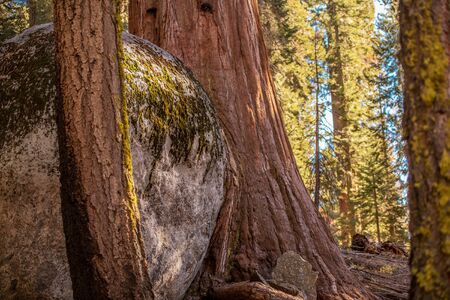 Close Up Of Large Boulder Stuck Between Sequoia Trees. 