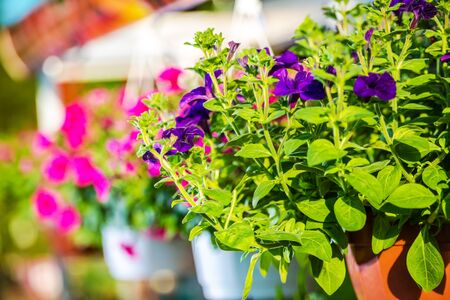 Close Up Of Pot Of Purple Petunia Flowers Hanging On Rack At Garden Store. の写真素材