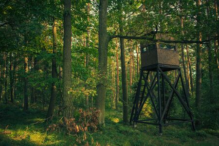 Hunting Wooden Watch Tower With Rectangular Narrow Windows In Middle Of Forest.の写真素材
