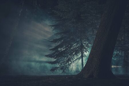Dark Mysterious Forest Covered by Strange Fog. Creepy Halloween Woodland Concept.の写真素材