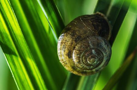 Garden Snail on One of the Blade of Grass. Terrestrial Pulmonate Gastropod Mollusc in the Family Helicidae. Macro Close Up.の写真素材