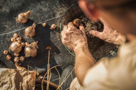 Farmer Planting Flower Bulbs Close Up. Farming and Gardening Industry.