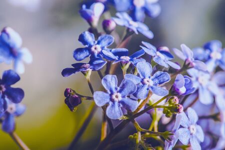 Tiny Violet Purple Wild Flowers Macro Closeup. Nature Theme