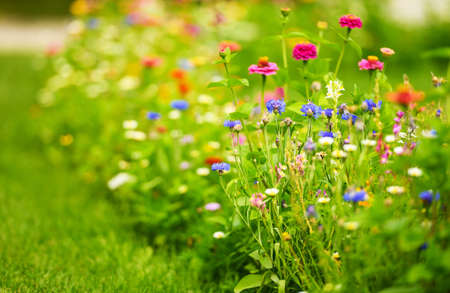 Summer Time Colorful Wild Flowers Close Up Photo. Countryside Meadow Species.の写真素材