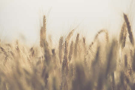 Genetically Modified Rye Crops Field Close Up Agricultural Industry Theme.の写真素材