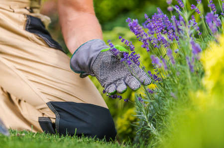 Caucasian Gardener Taking Care of His Flowers in a Garden Softly Touching Flowering Plant. Gardening Theme.の写真素材