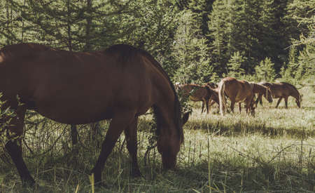 Horse Grazing Theme. Rotational Grazing Involves Moving Horses Between Pastures During Graze Season. Farming and Agriculture Theme.の写真素材
