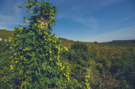 Common Hop or Hops Species of Flowering Plant in the Hemp Family Cannabaceae. Humulus Lupulus...