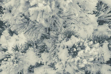 Pine Tree Covered by Frost, Snow and Ice. Winter Time Theme.