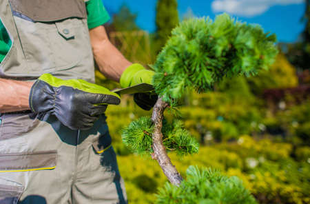 Caucasian Gardener in His 40s Looking For Best Plants For His Client's Garden Project. Reading...