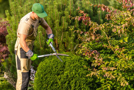 Caucasian Gardener in His 40s Trimming Garden Plants. Decorative Trees Topiary. Gardening and Landscaping Services.の写真素材