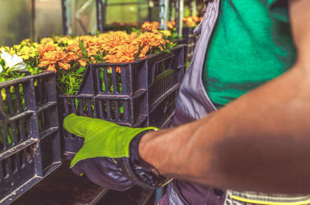 Garden Store Job. Caucasian Worker Moving Plastic Crates with Flowers.の写真素材