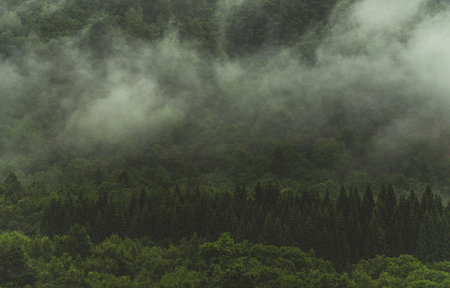 Alpine Forest Covered by Morning Fog Nature Landscape