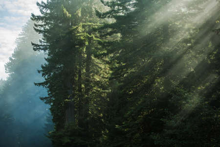 Scenic Morning Sunlight In an Ancient Redwood Forest. Northern California Nature. United States.