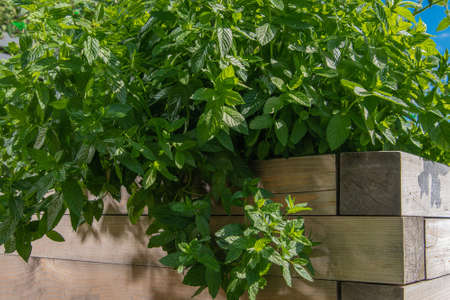 Mint or Mentha is a Genus of Plants in the Family Lamiaceae. Backyard Garden.