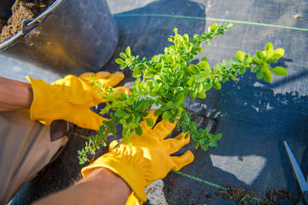 Closeup of the Phyllanthaceae Flowering Plant Being Planted in Secured with Agrotextile Ground...