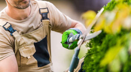Closeup of Professional Caucasian Garden Landscaper Pruning Plants in His Client's Backyard Using His Garden Scissors.の写真素材