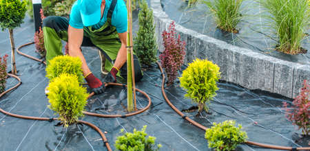 Professional Landscaping Contractor Building Drip Irrigation System in a Residential Garden. Assembling Plastic Irrigation Pipeline. Landscaper Job.の写真素材