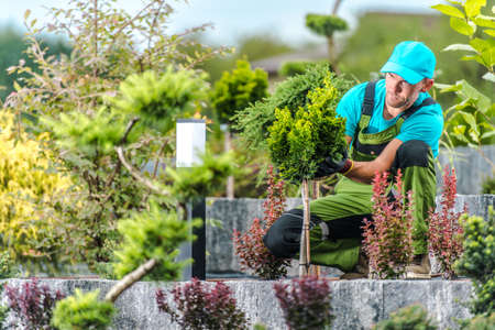 Caucasian Male Landscape Gardener Staking Up and Securing a Fleshly Planted Green Shrub to Support Its Proper Growth. Professional Landscape Design Theme.の写真素材
