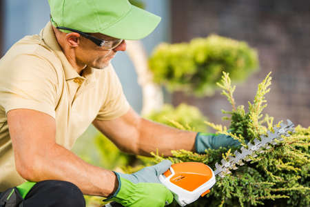 Garden Worker Trimming Shaping Decorative Tree Using Small Cordless Garden Trimmer
