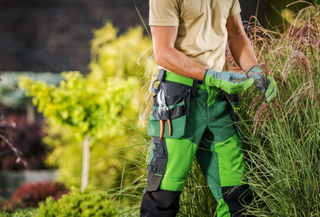 Professional Caucasian Garden Worker Checking on Decorative Grasses During Summer Season. Gardening Theme.の写真素材