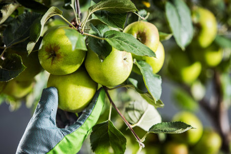 Orchard Stacker Worker Checking on Apple Tree Fruits. Agriculture Industry Theme.の写真素材