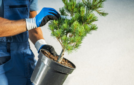 Landscaper with a Pine Tree Seedling in His Hands. Gardener Preparing For a Planting.