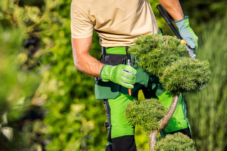 Professional Gardener Trimming Garden Plants with Pruning Shears Tool on Sunny Day. Landscape Design...