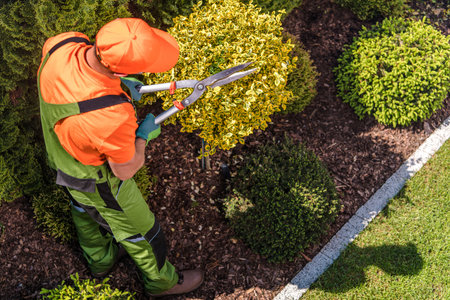 Caucasian Professional Gardener in His 40s and His Topiary Job. Trimming Back Yard Tress with Large Scissors.の写真素材