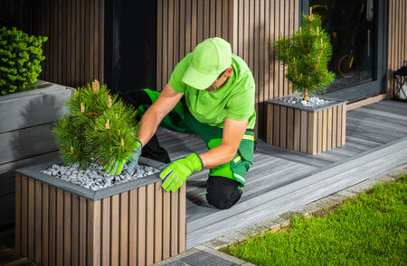 Caucasian Landscaper and Gardener Building Modern Elegant Backyard Garden Decorated with Pine Trees.