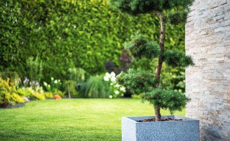 Decorative Garden Tree in a Square Pot Staying Next to House. Beautiful Garden Lawn in a Backgroundの写真素材