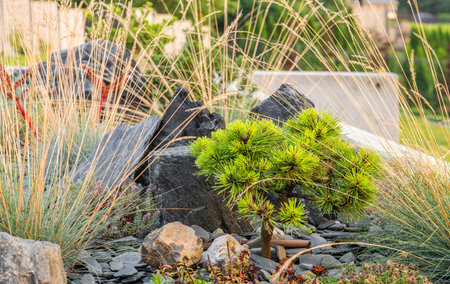 Small Conifer Tree and Rockery Garden Close Up. garden theme.の写真素材