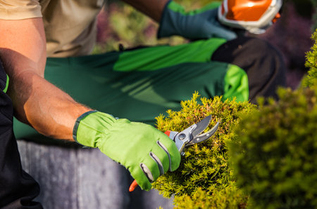 Caucasian Gardener Trimming Dead Branches Using Secateurs Close Up Photo