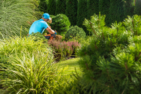Caucasian Gardener Trimming Coniferous Tree Inside Beautiful Matured Backyard Garden