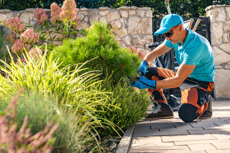 Caucasian Garden Worker Trimming Small Coniferous Tree Using Bypass Secateurs