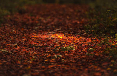 Woodland Golden Reddish Leaves on a Groundの写真素材