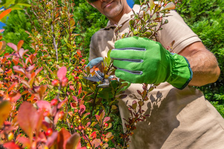 Caucasian Gardener Cutting and Shaping Backyard Garden Branches Close Up. Seasonal Maintenance