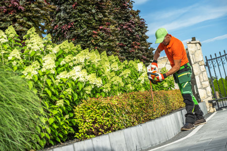 Landscaping Worker Shaping Driveway Side Plants Using Electric Hedge Trimmerの写真素材