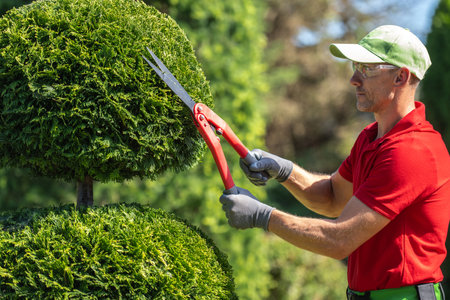 A man wearing a red shirt, green cap, and safety glasses trims a large, round ornamental shrub with red-handled pruning shears. He is wearing gloves to protect his hands. The shrub is green and lush, and the background is a blurry green and brown, suggesting a garden or outdoor space.の写真素材