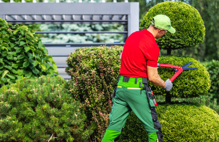 A landscaper in a red shirt and green pants is trimming a hedge with shears. He is wearing a hat and...