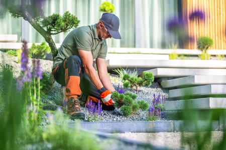 A gardener in a cap and gloves carefully tends to vibrant plants in a contemporary garden setting. The well-maintained landscape features unique stone arrangements and lush greenery. Bright sunlight enhances the colors, creating a serene atmosphere.の写真素材