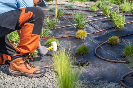 A gardener kneels on gravel, carefully installing drip irrigation hoses among newly planted greenery. The warm sun illuminates the activity, highlighting the lush plants and efficient watering system.の写真素材