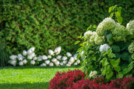 A vibrant garden showcases lush green shrubs and clusters of white and pink hydrangeas. The setting is bright and sunny, highlighting the rich colors of the flowers against the verdant backdrop. This tranquil outdoor space invites admiration and appreciation for nature's beauty.の写真素材