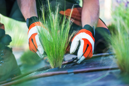 A gardener is gently planting grass seedlings in a residential garden. Wearing gloves, they carefully place the roots in the soil. The vibrant green shoots stand out against the dark earth, showing the attention given to creating a healthy outdoor spaceの写真素材