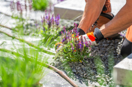 A gardener carefully trims lavender plants growing among decorative stones in a sunny outdoor space.の写真素材