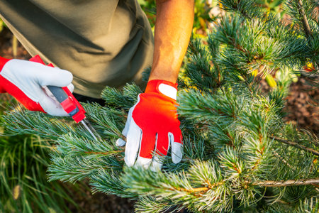 A gardener wearing red and white gloves carefully prunes a pine tree using scissors, surrounded by...